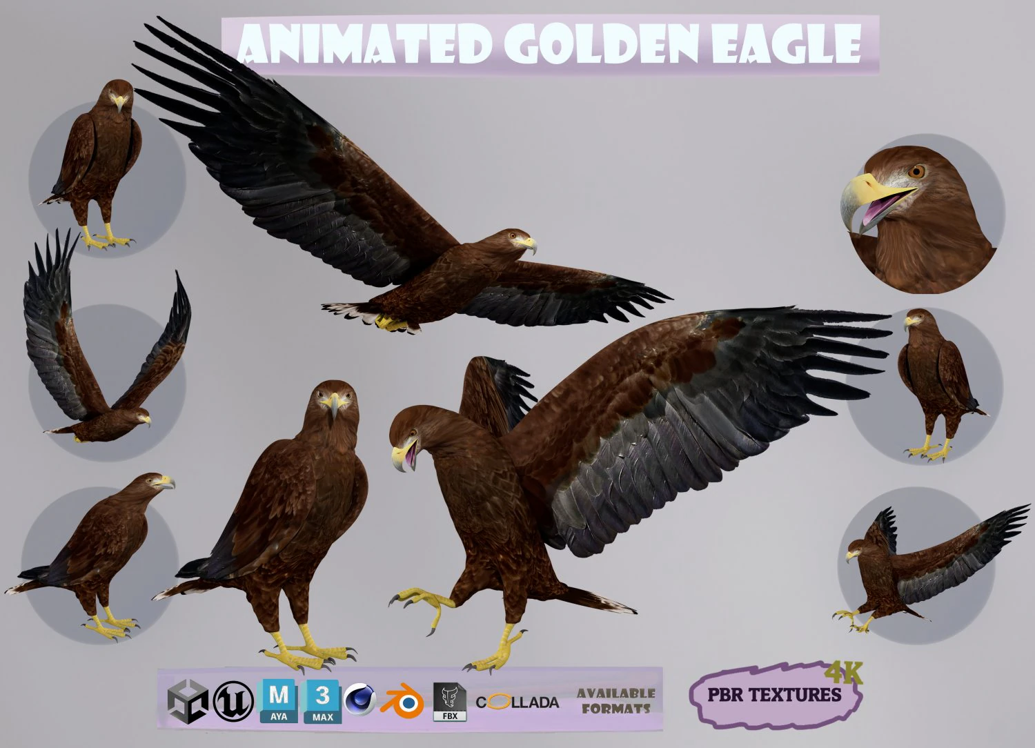 Realistic Animated Golden Eagle 3D Model .c4d .max .obj .3ds .fbx .stl .blend 