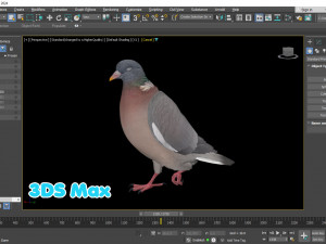Realistic Animated Wood Pigeon Modello 3D