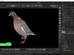Realistic Animated Wood Pigeon Modello 3D