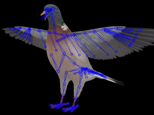 Realistic Animated Wood Pigeon Modello 3D