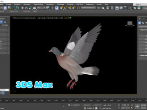 Realistic Animated Wood Pigeon Modello 3D