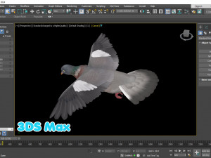 Realistic Animated Wood Pigeon Modello 3D