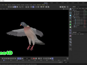Realistic Animated Wood Pigeon Modello 3D