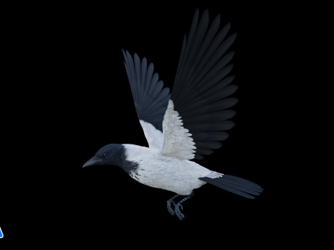 Realistic Animated Hooded Crow 3D Model