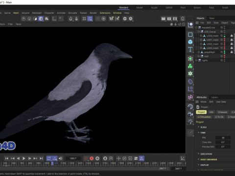 Realistic Animated Hooded Crow 3D Model