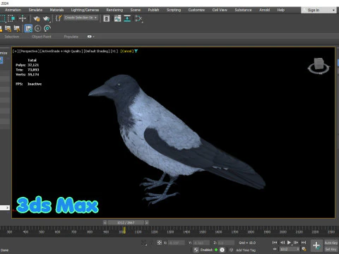 Corvo dal cappuccio animato realistico Modello 3D