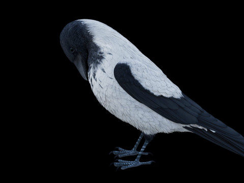 Realistic Animated Hooded Crow 3D Model