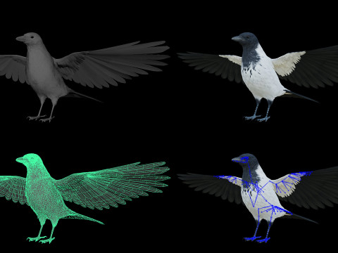 Realistic Animated Hooded Crow 3D Model