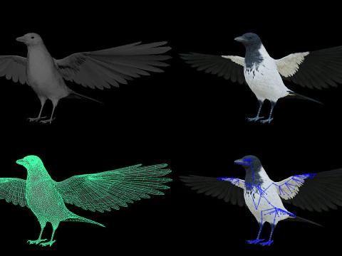 Corvo dal cappuccio animato realistico Modello 3D