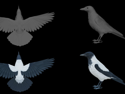 Realistic Animated Hooded Crow 3D Model