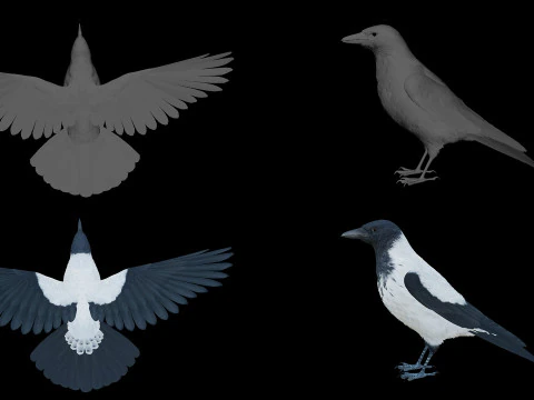 Corvo dal cappuccio animato realistico Modello 3D