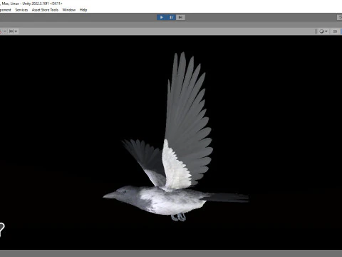 Corvo dal cappuccio animato realistico Modello 3D