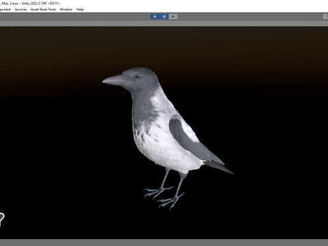 Realistic Animated Hooded Crow 3D Model