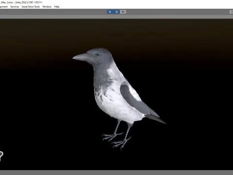 Corvo dal cappuccio animato realistico Modello 3D