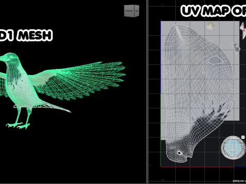 Corvo dal cappuccio animato realistico Modello 3D