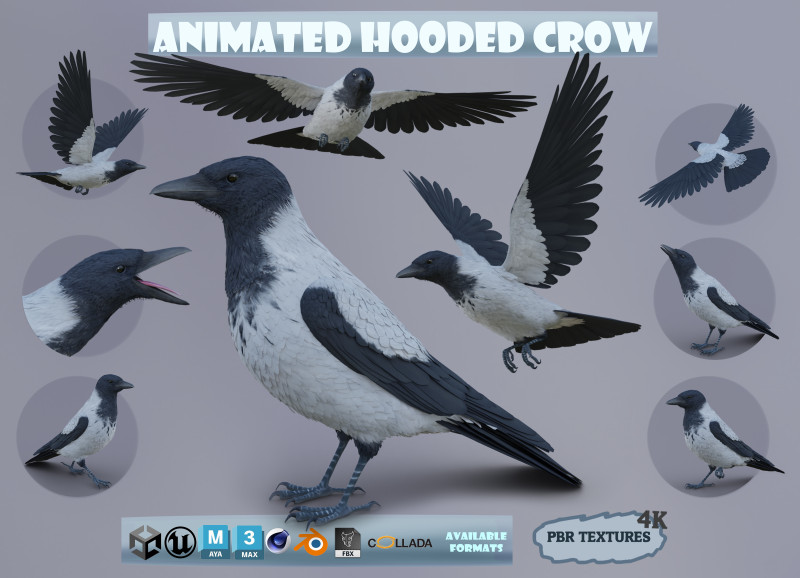 Realistic Animated Hooded Crow 3D Model .c4d .max .obj .3ds .fbx .stl .blend