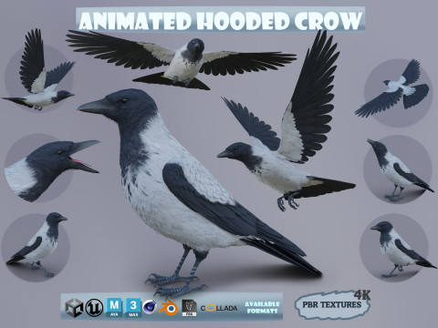 Realistic Animated Hooded Crow 3D-Modell