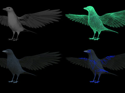 Cornacchia nera animata realistica Modello 3D