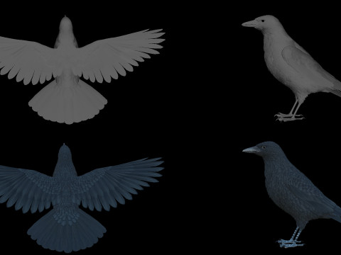 Realistic Animated Carrion Crow Modello 3D