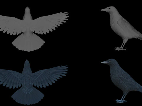 Cornacchia nera animata realistica Modello 3D