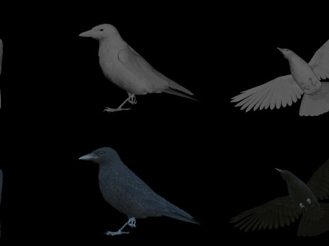 Realistic Animated Carrion Crow Modello 3D