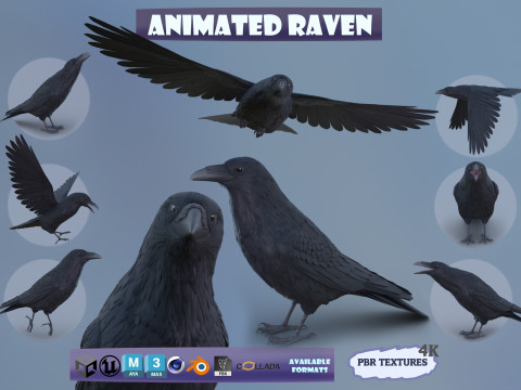 Realistic Animated Raven 3D-Modell