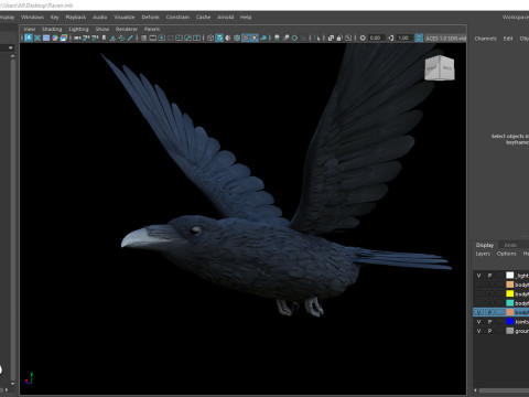 Realistic Animated Raven 3D Model