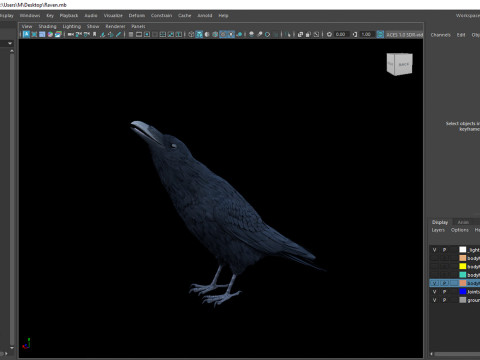 Realistic Animated Raven 3D Model