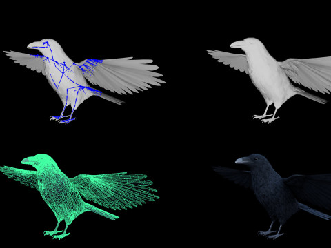 Realistic Animated Raven 3D Model