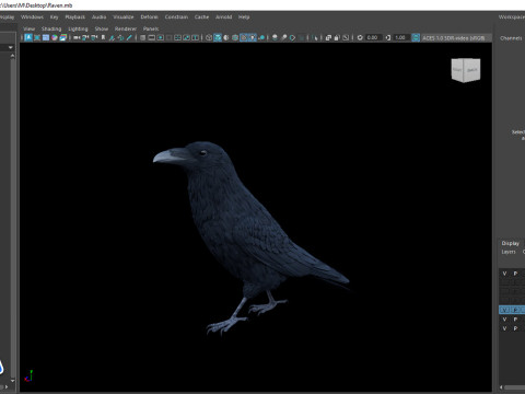 Realistic Animated Raven 3D Model