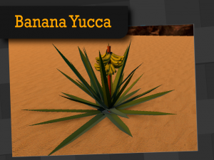 banana yucca 3D 모델