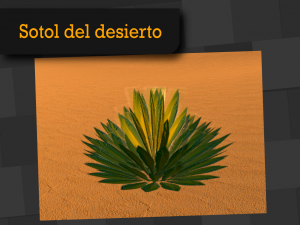 sotol del desierto Modelo 3D
