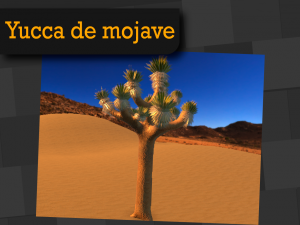 yucca de mojave 3D मॉडल