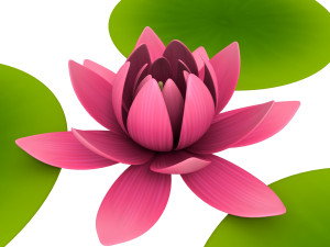 lotus 3Dモデル