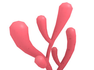 cartoon coral 3D Modell