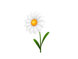 cartoon daisy 3D Model