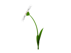 cartoon daisy 3D Model