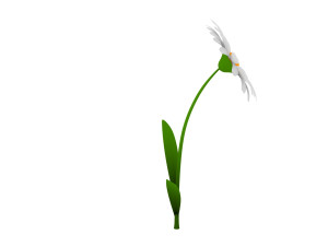 cartoon daisy 3D Model