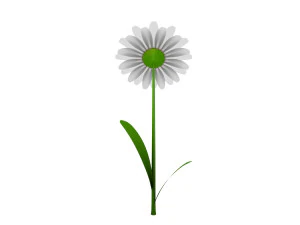 cartoon daisy 3D Model