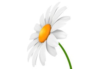 cartoon daisy 3D Model