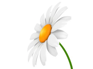 cartoon daisy 3D Model
