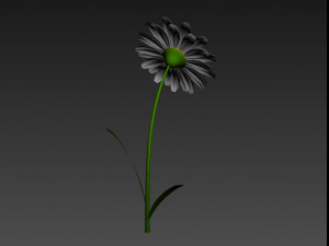 cartoon daisy 3D Model
