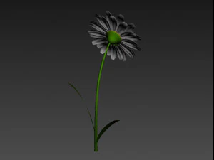 cartoon daisy 3D Model