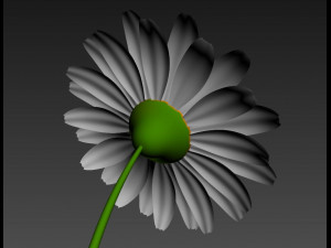 cartoon daisy 3D Model