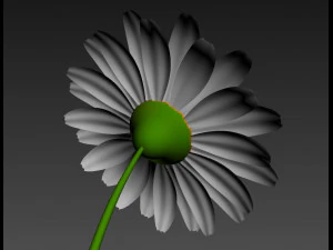 cartoon daisy 3D Model