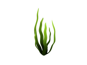 seaweed 3D Model