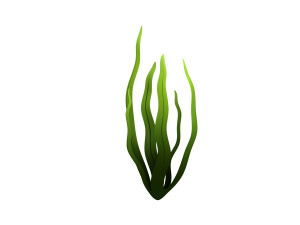seaweed 3D Model
