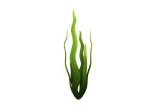 seaweed 3D Model