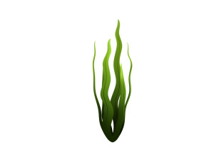 seaweed 3D Model