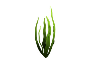 seaweed 3D Model